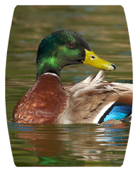 DAREC 308 Duck Mallard